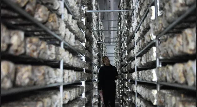 Хубэйская компания "Шуньдун Фуд" по производству пищевых продуктов